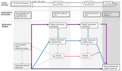 Socio-Emotional and Cognitive Development in Intrauterine Growth Restricted (IUGR) and Typical Development Infants: Early Interactive Patterns and Underlying Neural Correlates. Rationale and Methods of the Study